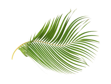 Botanical palm leaf clipart isolated on transparent background