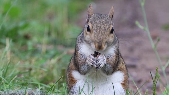Eastern gray squirrel holding and eating small piece of food in sunny outdoor setting.