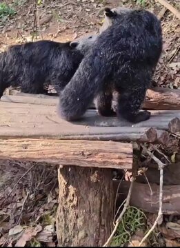 Binturong sitting in the woods 