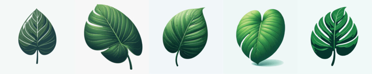 Philodendron Leaf Vector Illustration © Fajar