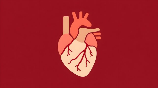 Realistic human heart vector drawing