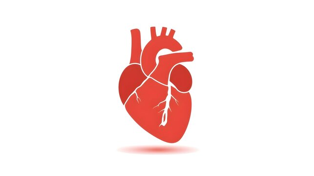 Realistic human heart vector drawing