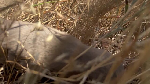 Rare footage of a blind mole rat (Spalax) surprised above ground on dry cracked soil, then dashing into tall dry grass to hide, showing silky gray fur and prominent orange incisors
