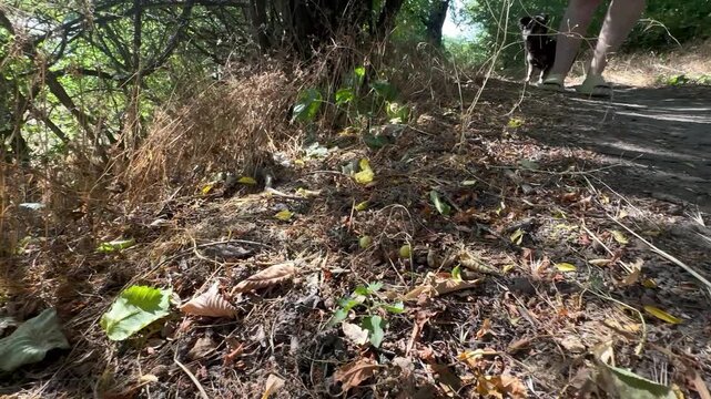 dice snake (Natrix tessellata) startled by hikers slithers off a dry dirt path and hides in dense grass. Non-venomous reptile fleeing into the undergrowth under bright summer sunlight
