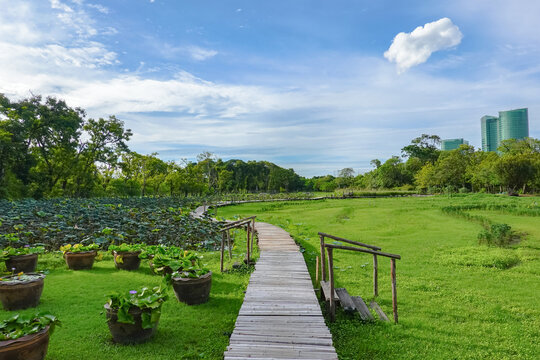 Wooden boardwalk crossing a lush wetland and lotus pond at Suan Vachirabenjatas Park (Rot Fai Park) in Bangkok, Thailand. The expansive urban green space.
