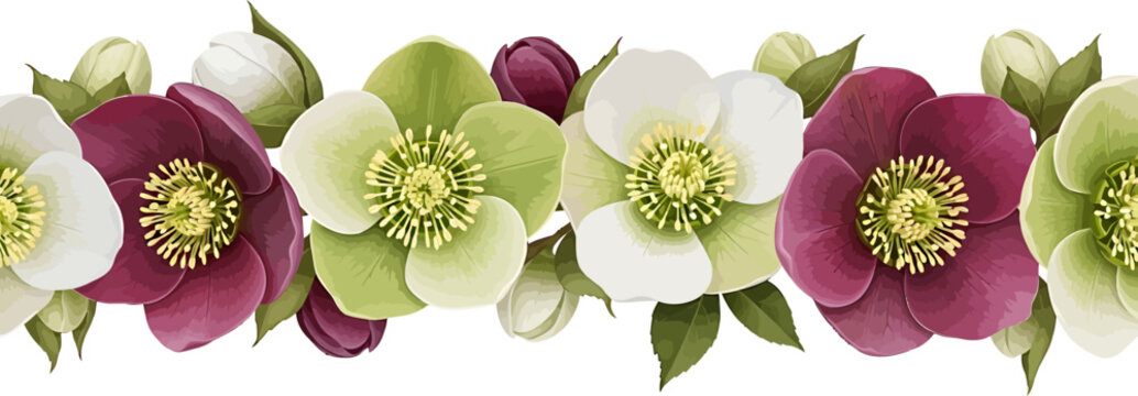 Horizontal border of hellebore flowers with green and purple petals isolated on a white background vector illustration