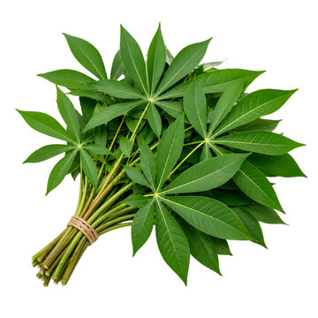 sage leaves isolated on white