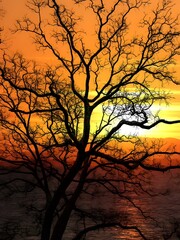 Obraz premium Bare tree silhouette against a vibrant orange and yellow sunset over water