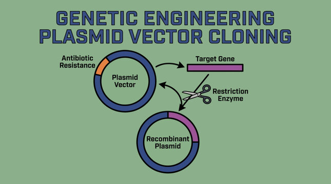 Genetic Engineering Plasmid Vector Cloning
