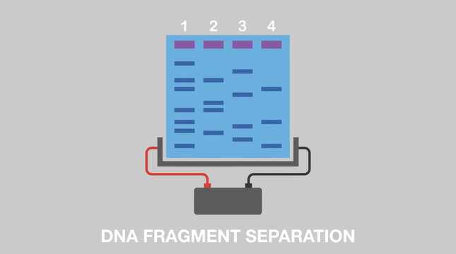 Gel Electrophoresis DNA Fragment Separation