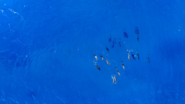Aerial view of a pod of dolphins swimming in the deep blue ocean waters off the coast of Trou-aux-Biches, Pamplemousses District, Mauritius.