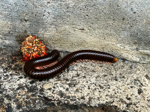 The millipede (Northern Thai: maeng saen teen) is a name referring to various families of invertebrates characterized by a hard exoskeleton and an elongated, segmented body.