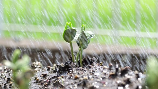 Edamame sprout being watered heavily in fertile soil, highlighting agricultural growth while symbolizing the vital importance of water resources, conservation, and food security amidst global water sc