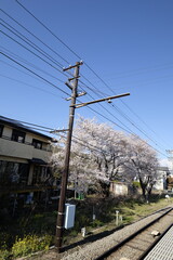 Obraz premium Sakura cherry blossom railway utility pole wire sky spring tree sakura cherry blossom railway utility pole wire blue sky near track with spring