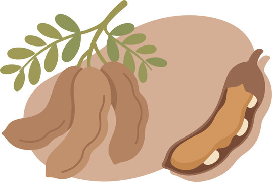 Flat vector illustration of fresh tamarind pods with leaves on a soft brown background.