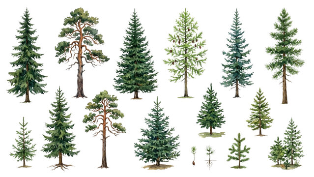 Architectural Evergreen Conifer Tree Entourage Watercolor Collection Landscape Vector Asset Set