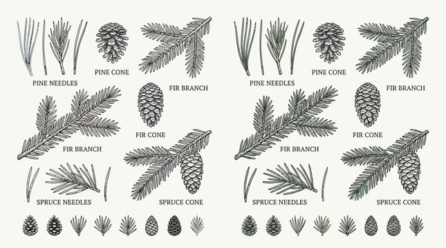 Coniferous forest elements with pine fir and spruce cones and needles