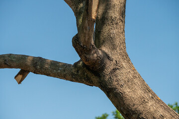 Fototapeta premium Thick tree branch with a grooved texture against a clear blue sky. The bark appears rough and textured, with visible knot formations where the branches have been cut or died.