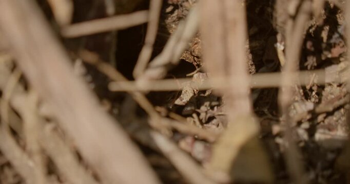 Blurred boa constrictor tail hidden among dry forest branches in wild tropical habitat of Mexico