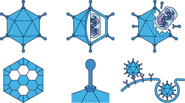 Adenovirus Replication Cycle Vector Icon Set Showing Intact Capsid Cross Section Core DNA Release Capsomer Structure Glycoprotein Spike and Cellular Endocytosis