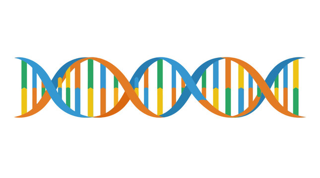 The colorful DNA double helix structure model showcases genetic code.