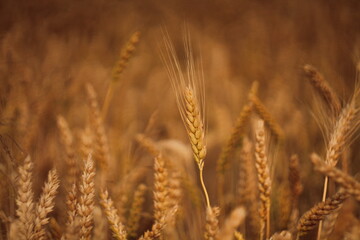 Fototapeta premium golden wheat field