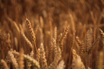 Obraz premium golden wheat field in summer