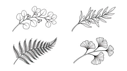 Minimalist botanical line art set, 4 elegant black and white leaf vector illustrations, hand drawn eucalyptus fern ginkgo and olive branches © Dream Time Studio