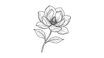 Vintage magnolia flower line art vector, hand drawn botanical blossom with leaves, elegant floral sketch for wedding invitations and logo design © Dream Time Studio