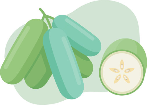 Flat vector illustration of fresh green winter melon vegetable bunch with a cross section.