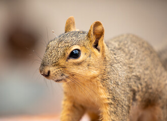 Close-up profile portrait of an Eastern Gray Squirrel © Franz Sidney Art