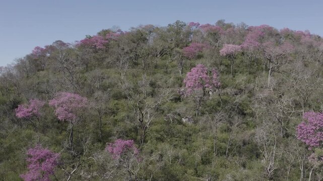 Aerial view of blooming pink ip&ecirc; trees on a green hill during sunny day.