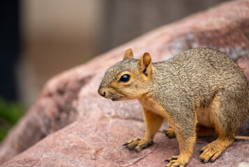 Close-up profile portrait of an alert Eastern Gray Squirrel resting on a rock © Franz Sidney Art