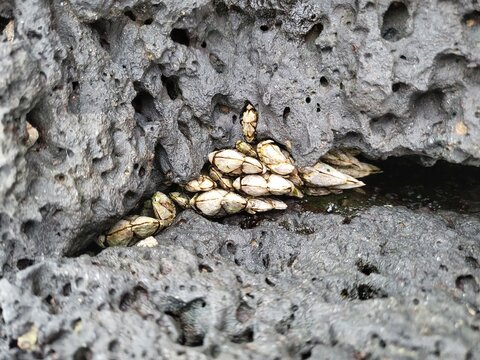 Barnacles on Volcanic Basalt Rock Along the Coast