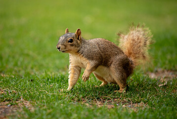 Detailed profile portrait of a curious squirrel perched on a rock © Franz Sidney Art
