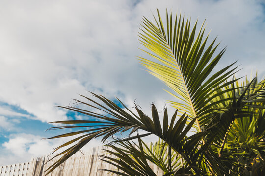 majestic palm in lush tropical australian backyard with bamboo fence