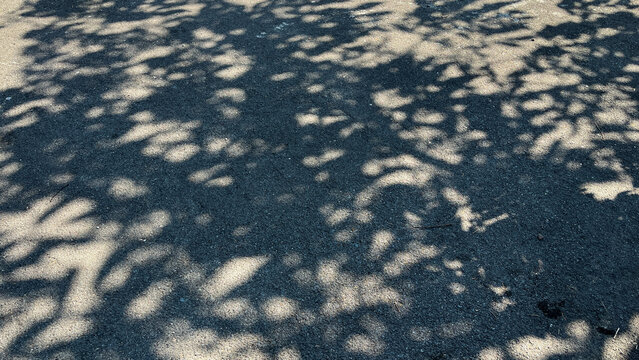 Dark shadow of the tree on asphalt road texture, shade of trees on the road. Shadow of trees on road for background. Shadow of leaves on asphalt road. Black and white. space, empty, free, negative
