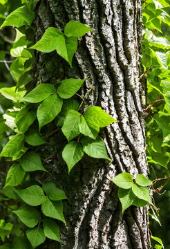 Poison ivy climbing on tree trunk in nature