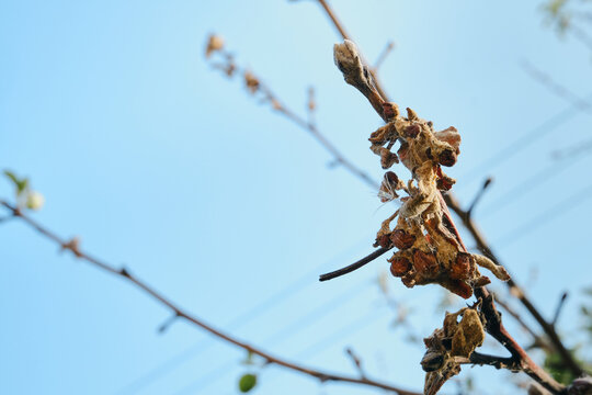 Brown cocoon attached to bare branch, symbolizing decay and cycle of nature