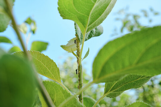 Ants farming aphids on green plant stem, symbolizing complex symbiotic relationship in nature