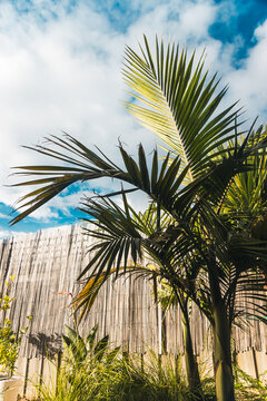 majestic palm in lush tropical australian backyard with bamboo fence