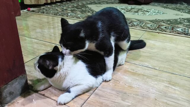 Candid photo of two domestic tuxedo pattern cats mating inside a house on a ceramic tile floor. Male cat is mounting the female cat. Shows natural animal reproduction behavior in a domestic setting.