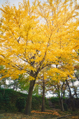 Fototapeta premium Ginkgo biloba of Osaka castle park in autumn.