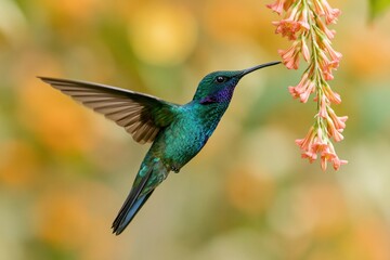 Fototapeta premium The Hummingbird in Flight Feasting on Pink Tropical Nectar Blooms