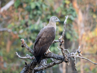 Fototapeta premium Grey-headed Fish Eagle perched on branch in Pench Tiger Reserve, India – Wildlife bird photography, nature stock photo
