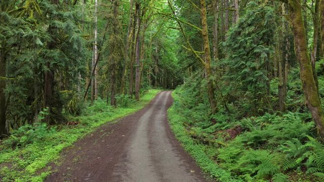 Lush Green Forest Path Winding Through The Tranquil Wilderness Of British Columbia, Canada