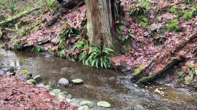 Forest stream with ferns, mossy rocks and fallen leaves in Vancouver rainforest