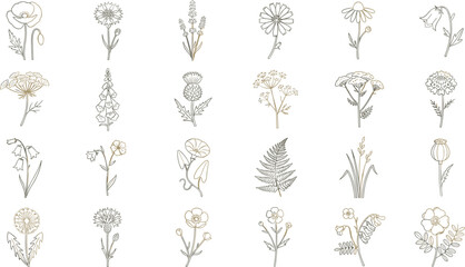 Hand Drawn Wildflower Botanical Vector Collection with Meadow Flowers, Herbal Plants, Fern Leaves, Garden Blooms, and Vintage Floral Line Art Set © MstSuborna