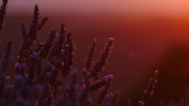 Lavender field at sunset light
