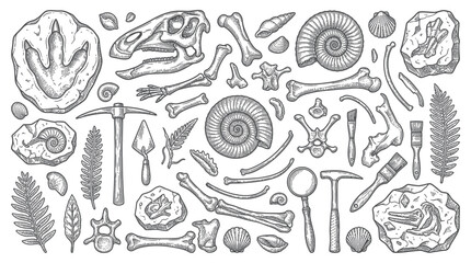 Paleontology collection with dinosaur fossils bones and digging tools © veldar